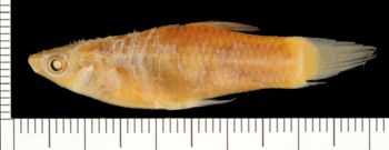 Media type: image;   Ichthyology 6458